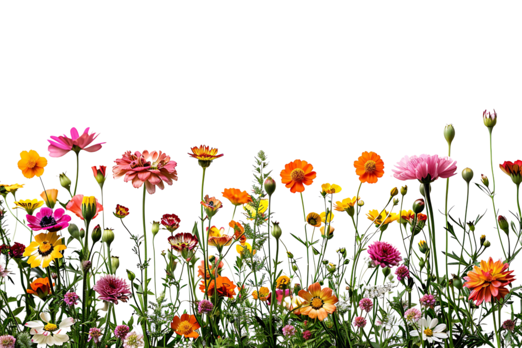 flowers
